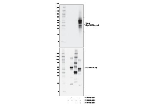 TIM-4 (D3W4F) XP Rabbit mAb