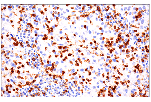 CD103/ITGAE (EP206) Rabbit mAb
