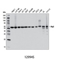 Atg5 (D5F5U) Rabbit mAb