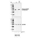 Phospho-p38 MAPK (Thr180/Tyr182) Antibody