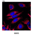 Anti-rabbit IgG (H+L) F(ab')<sub>2</sub> Fragment (Alexa Fluor 594 Conjugate)