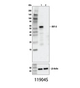 IRF-3 (D6I4C) XP Rabbit mAb