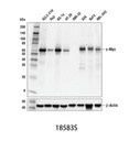 c-Myc (E5Q6W) Rabbit mAb