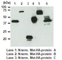 Anti-HA-tag mAb