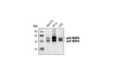 p44/42 MAPK (Erk1/2) (L34F12) Mouse mAb