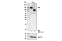 Axl (C89E7) Rabbit mAb