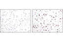 BrdU (Bu20a) Mouse mAb