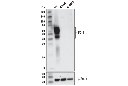 PD-1 (D7D5W) XP Rabbit mAb (Mouse Specific)