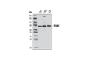 IRAK1 (D51G7) Rabbit mAb