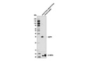 UCP1 (D9D6X) Rabbit mAb