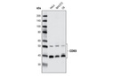 CDK9 (C12F7) Rabbit mAb