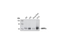 AMPKα (23A3) Rabbit mAb