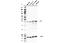 HO-1 (E6Z5G) Rabbit mAb