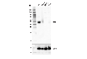 CD47 (D3O7P) Rabbit mAb