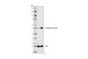 Phospho-p53 (Ser15) (16G8) Mouse mAb