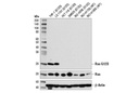 Ras (G12D Mutant Specific) (D8H7) Rabbit mAb