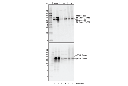Phospho-p70 S6 Kinase (Thr389) (D5U1O) Rabbit mAb