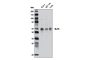KLF4 (D1F2) Rabbit mAb