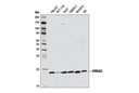 HMGA2 (D1A7) Rabbit mAb
