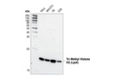 Tri-Methyl-Histone H3 (Lys4) Antibody