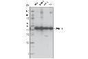 β-Actin (D6A8) Rabbit mAb (HRP Conjugate)