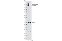 PhosphoPlus EGFR (Tyr1068) Antibody Duet