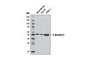 β-Arrestin 1 (D8O3J) Rabbit mAb