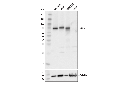 GAS6 (D3A3G) Rabbit mAb