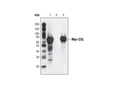 Mouse IgG (Sepharose Bead Conjugate)
