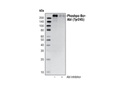 Phospho-c-Abl (Tyr245) Antibody