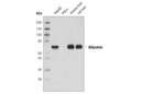 Albumin Antibody