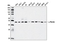 α-Parvin (D7F9) XP Rabbit mAb