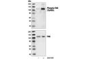 Phospho-FAK (Tyr925) Antibody