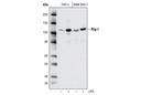 Rig-I (D14G6) Rabbit mAb