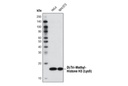 Di/Tri-Methyl-Histone H3 (Lys9) (6F12) Mouse mAb