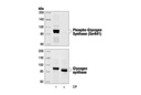 Phospho-Glycogen Synthase (Ser641) Antibody