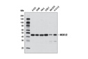 MEK1/2 (D1A5) Rabbit mAb