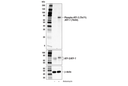 Phospho-ATF-2 (Thr71)/ATF-7 (Thr53) Antibody