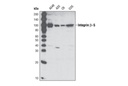 Integrin β5 (D24A5) Rabbit mAb