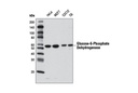 Glucose-6-Phosphate Dehydrogenase Antibody