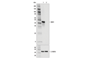 IDH1 (RcMab-1) Rat mAb