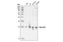 Rac1/2/3 Antibody