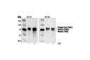 Phospho-Ezrin (Thr567)/Radixin (Thr564)/Moesin (Thr558) Antibody