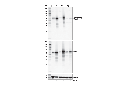 Phospho-c-Myc (Thr58) (E4Z2K) Rabbit mAb