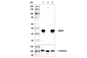 MEK1 (61B12) Mouse mAb