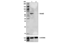 Smad2 (86F7) Rabbit mAb