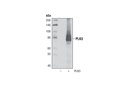 PLK3 (D14F12) Rabbit mAb