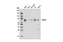 FoxC1 (D8A6) Rabbit mAb