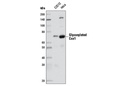 Cox1 (D2G6) Rabbit mAb