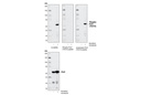 Phospho-PLK1 (Thr210) Antibody